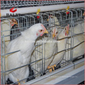 Granja de pollo que construye el gallinero para las gallinas ponedoras en Nigeria